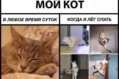 Распорядок дня домашнего кота 