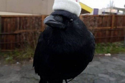 Животные во время прогулки 