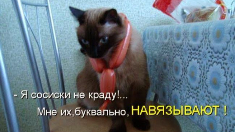 Сосиски навязывают коту