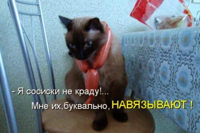 Сосиски навязывают коту