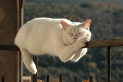 В таких позах удобнее всего отдыхать 