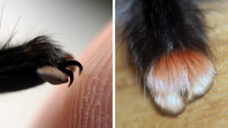 А чьи же эти милые лапки ?