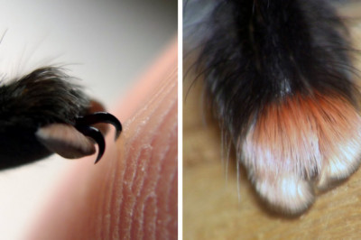 А чьи же эти милые лапки ?