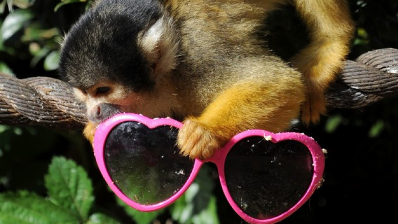 Иван Крылов был прав