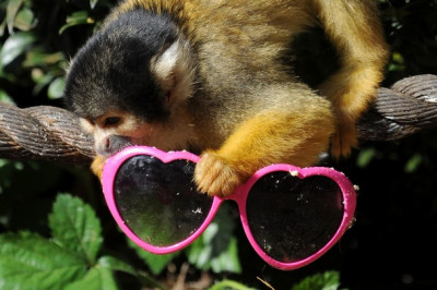 Иван Крылов был прав