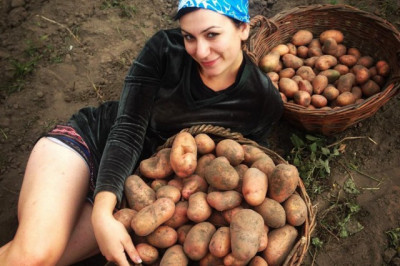 Собираем урожай!