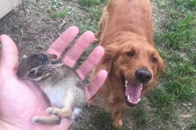 Подарки хозяевам от их питомцев 