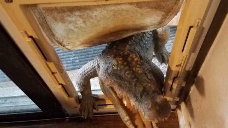 Забавные животные и не только ...