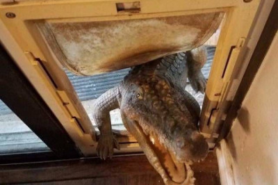 Забавные животные и не только ...