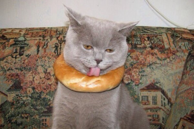 Атрибут достатка у котов 