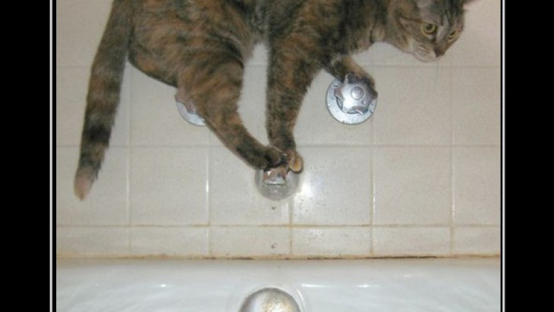 Коты в патовой ситуации 