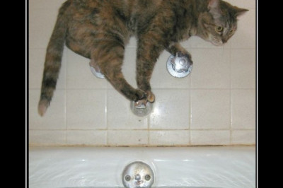 Коты в патовой ситуации 