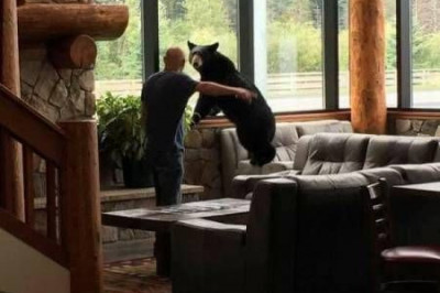 Мишка забрался в дом 