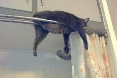 Животным так удобней отдыхать 