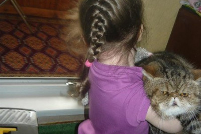 Коты попали в надежные руки 