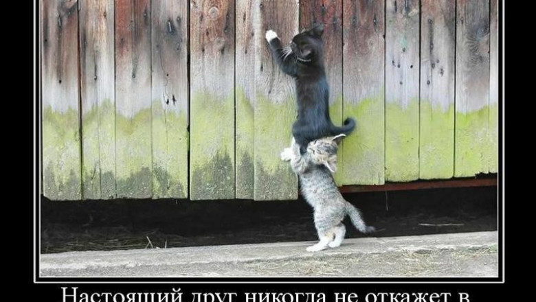 Настоящий друг никогда не откажет в помощи 