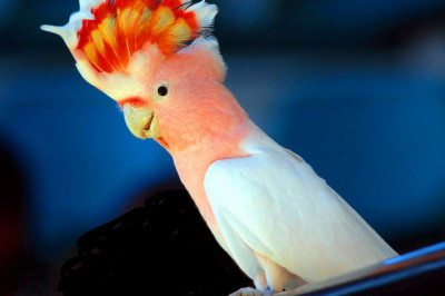 Сюрприз от попугая