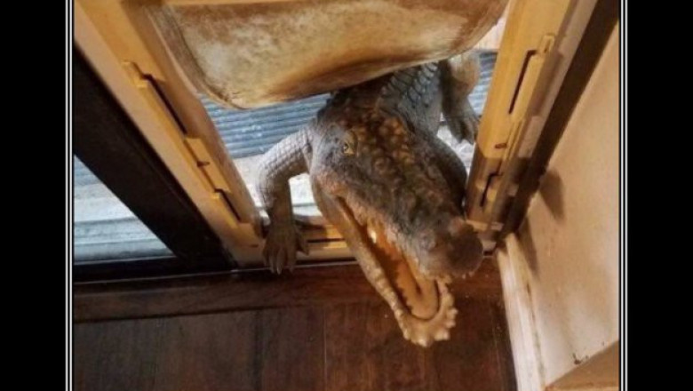 Крокодил Гена пришел в гости к Чебурашке 