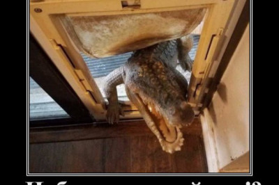 Крокодил Гена пришел в гости к Чебурашке 