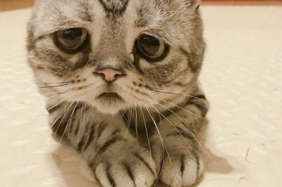 Самая грустная кошечка Интернета 