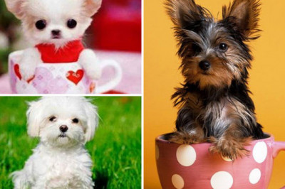 Самые маленькие породы собак 