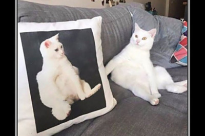 Заказчик видимо поражен 