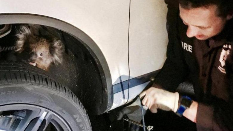 Необычная путешественница 