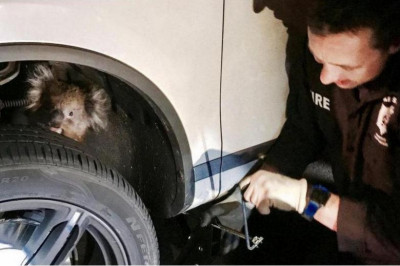 Необычная путешественница 