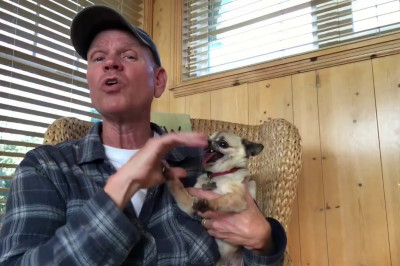 Пёсик себя не оправдал 