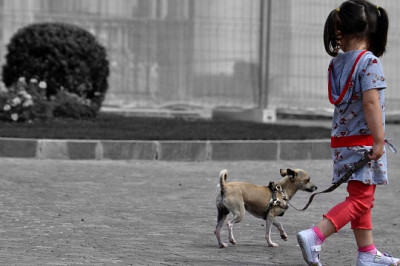 Чья очередь гулять с собакой?