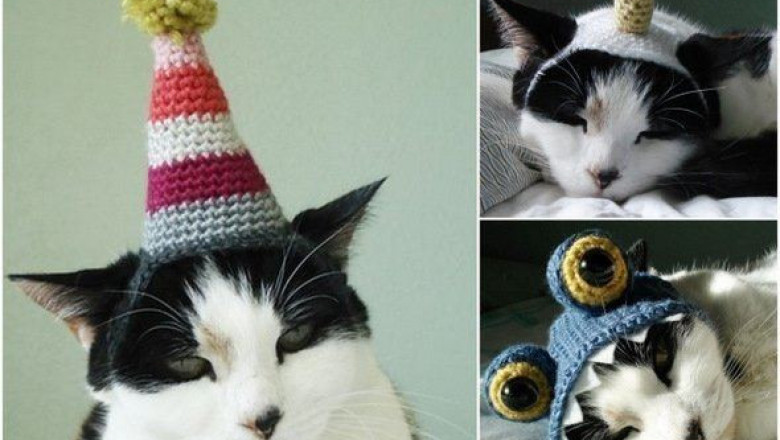 Котики в ...шапках