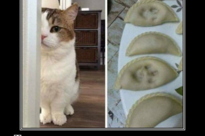 Коты снимают пробу вареников, пельменей, блинов 