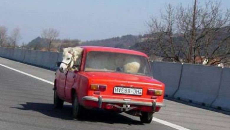 Легковые авто перевозят животных 