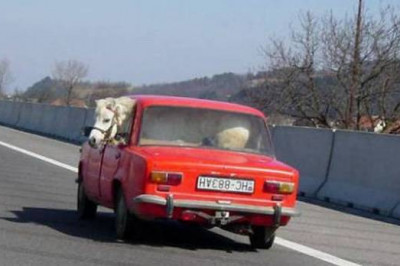 Легковые авто перевозят животных 