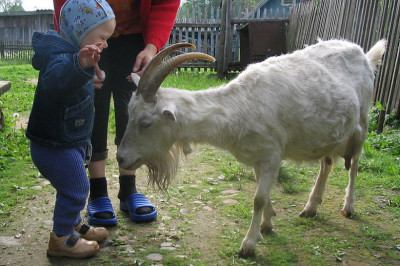 У каждой козы свой козел