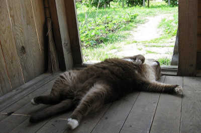 Оскар для усатого домочадца