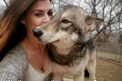 Порция прикольных животных 