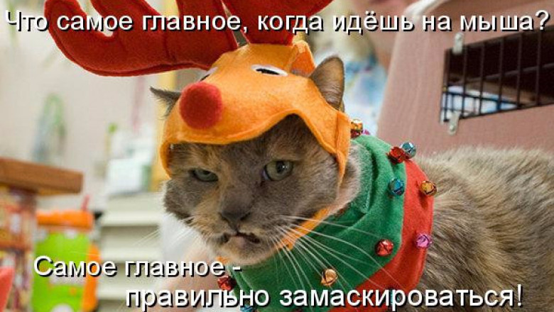 Самая свежая котоматрица 