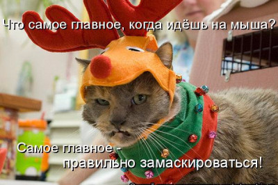 Самая свежая котоматрица 