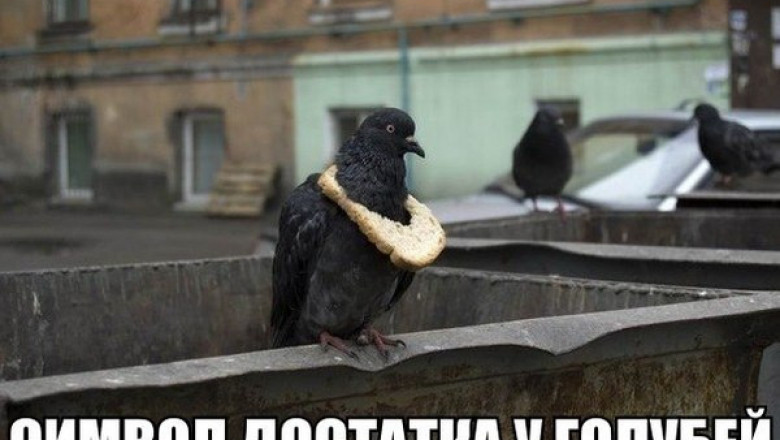 Символ достатка у городских голубей 