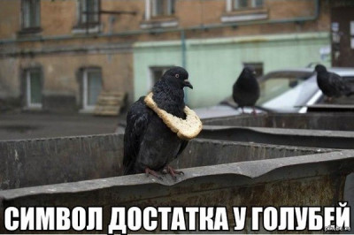 Символ достатка у городских голубей 