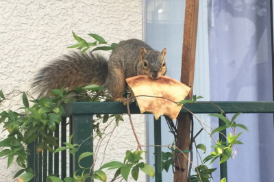 Белочка украла пиццу 