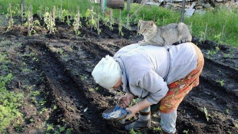 Из жизни деревенских жителей 