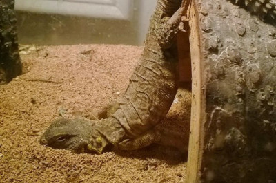 Для тех , кому надоели коты и собаки 