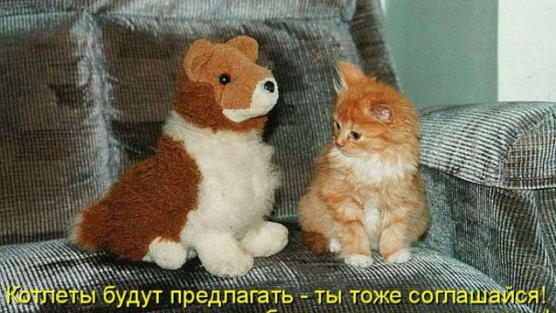 Как могут мыслить пушистики 