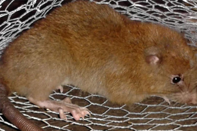 Мифическое существо оказалось реальностью 