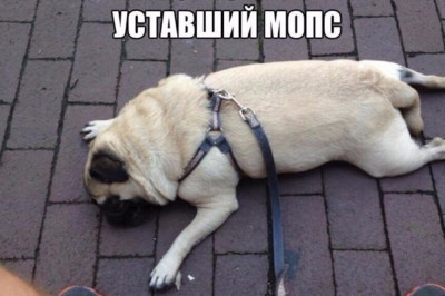 Нет больше сил гулять 