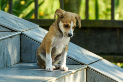 Папарацци – звучит плохо!