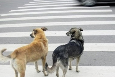 Дорожное движение любит правила