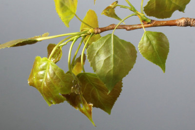 Перезагрузка с помощью тополя